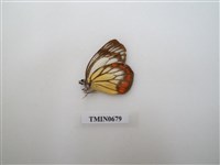 藏品(粉蝶科,弄蝶科)的圖片